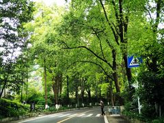 -铁山坪森林公园