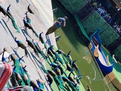 -西双版纳原始森林公园