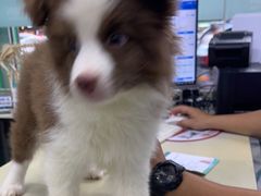 -瑞派动物医院·猫专科·至诚(江南中分院)