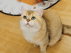-有喵·猫咖·狗咖·30几只猫10只小狗(岗厦店)