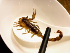 香炸蝎子-老江南春·中国龙菜(衡山路店)