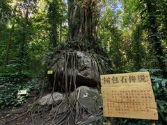-莫里热带雨林景区