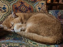 -咖法森林·咖啡  酒吧(天河店)