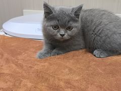 -佑安动物医院·全科·内窥镜中心(幸福巷店)