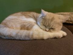 -猫猫幼稚园·撸猫·桌游·电玩