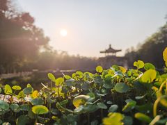 -深圳仙湖植物园