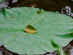 -金山植物公园