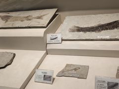 -辽宁古生物博物馆