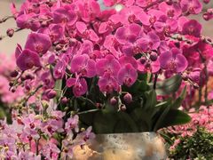 -双季花艺园艺市场(浦东店)