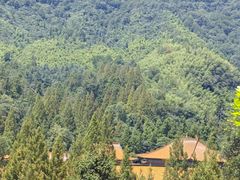 -天目山大树王景区