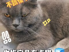 -猫友咖啡店(玉林西路店)