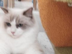 -喵园·猫主题咖啡厅·撸猫·猫咖(国贸店)