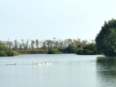 -芒洲湿地公园