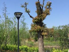 -上海长兴岛郊野公园