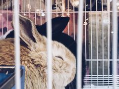 -双季花艺园艺市场(浦东店)