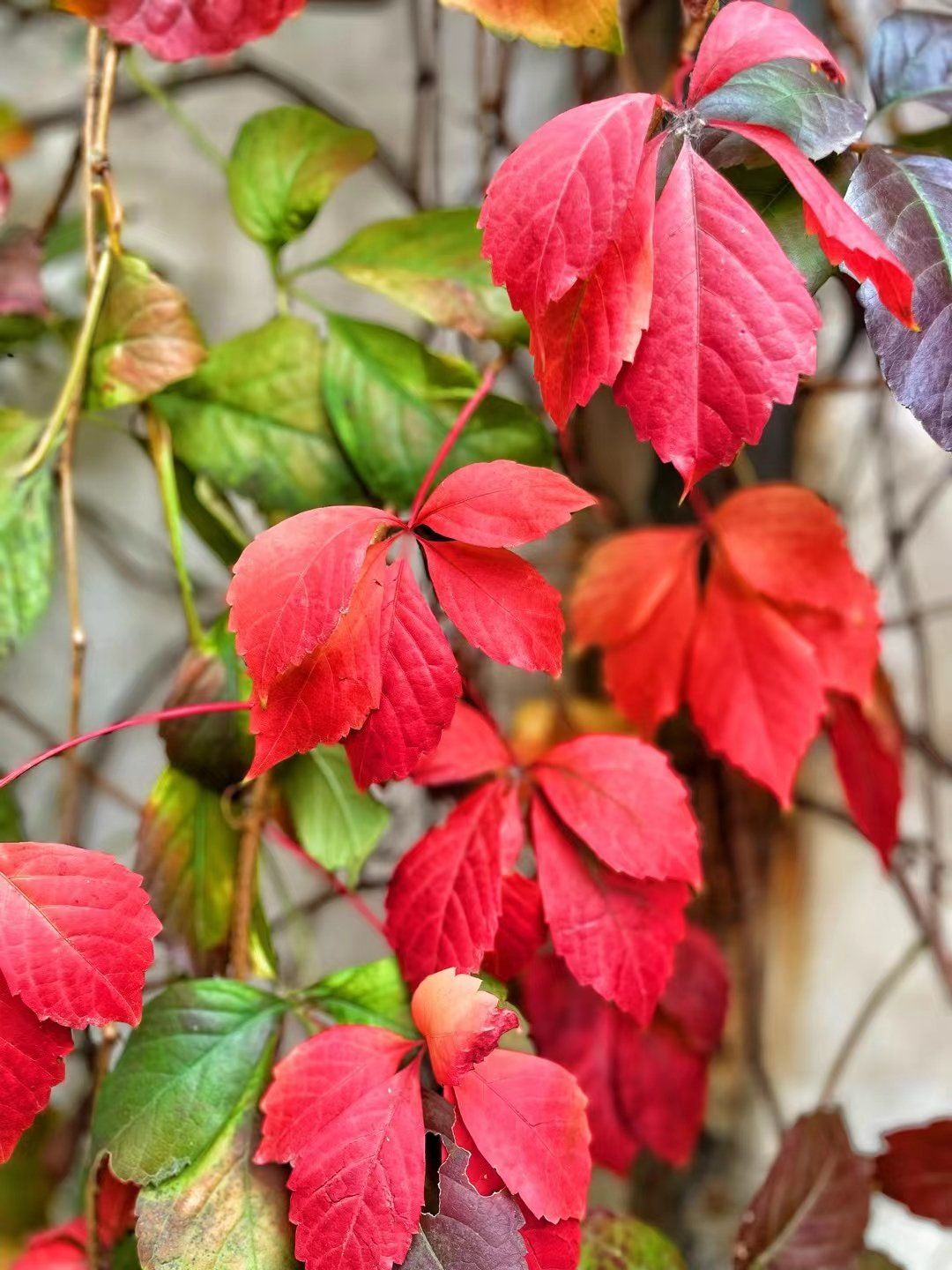 冬日摄影|爬山虎的叶子渐变红,像燃烧的火焰