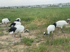 -盐城丹顶鹤湿地生态旅游区