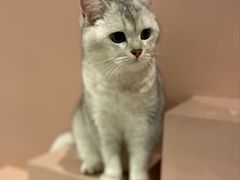 -猫儿山۰猫主题餐厅