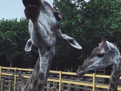 -西霞口神雕山野生动物世界