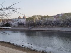 -桃花堤公园