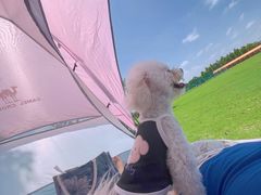 -春花秋色城市公园