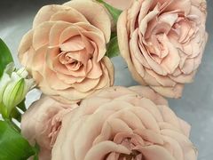 -弗劳尔花艺坊(龙涛店)