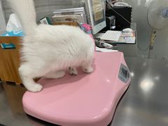 -瑞派名望志远动物医院·猫科·內科·异宠专科(直港大道店)