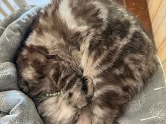 -海边的猫和咖啡馆