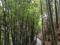 -蜀南竹海景区