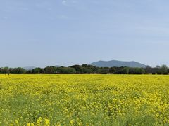 -西京湾花海