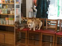 -more than meow吴止猫主题餐厅(承德 中船汇店)