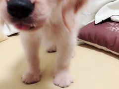 -沐沐家宠物(成寿寺店)