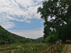 -千年银杏谷文化旅游区
