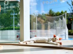 -飞行喵MR PILOT|猫舍·猫咖(静安大融城店)