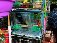 -曲阳花鸟市场(曲阳路店)