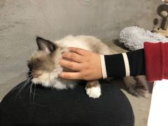 -浣熊柯尔鸭土拨鼠·电玩咖