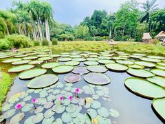 -中国科学院西双版纳热带植物园