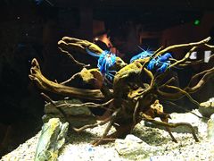 -上海海洋水族馆