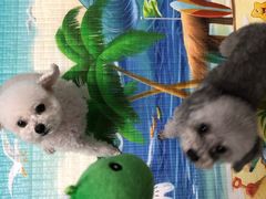 -爱侣宠医·鹦鹉专科·小型哺乳类·异宠专科(灵石路店)