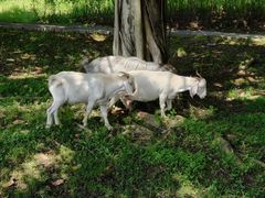 -福建鲤鱼洲酒店