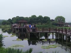 -荷塘月色湿地公园·向阳花洲