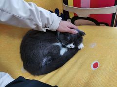-我爱猫咪·猫咖·狗咖·安哥拉兔·羊驼咖(小寨华旗店)