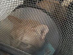 -芭比堂动物医院·心脏科·老年急重症·夜诊·吉雅分院