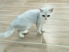 -李小姐の猫咖啡馆(五角场店)