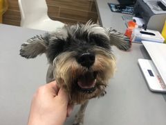 -爱侣宠医·鹦鹉专科·小型哺乳类·异宠专科(灵石路店)