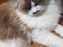 -藏猫猫咖啡主题馆(中央大道店)