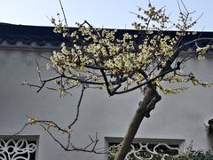 -阊门姚记豆浆(旧学前直营店)