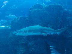 -迪拜水族馆及水下动物园