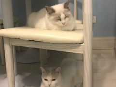 -喵的天空名猫咖啡馆·撸猫·猫舍·用品