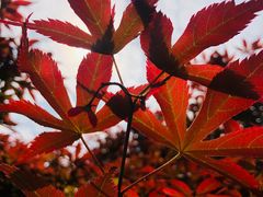 -三圣花乡旅游区